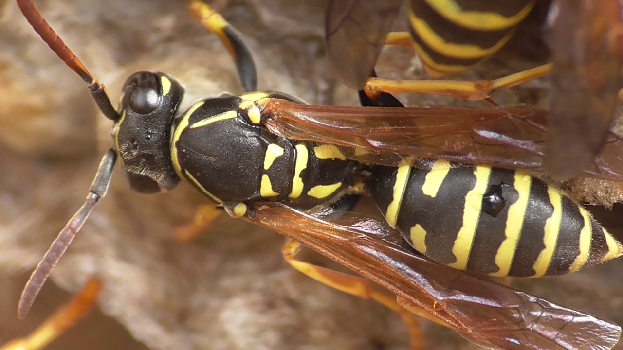 hornets font Paperwasps at nest. Heide-Feldwespen am Nest