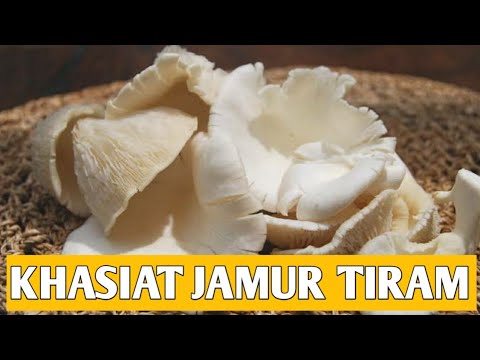 Video: Betapa Enaknya Acar Jamur Susu