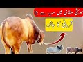 Maweshi Mandi ka sabse bra Qurbani ka janwar(2021) مویشی منڈی میں سب سے بڑا قربانی کا جانور