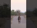 Giraffe On The Move  #wildlife #animals #kruger #krugernationalpark #krugersightings