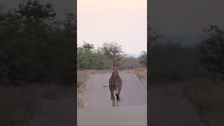 Giraffe On The Move  #Wildlife #Animals #Kruger #Krugernationalpark #Krugersightings