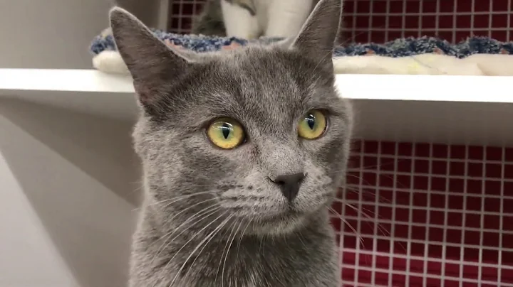 Watch the video about Milo Calvin Chase Logan & Brendan - Cat Adoption Fair