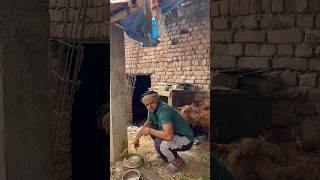 Biscuit Ne Banaya Kutta 🐶😂 | Funny Desi Comedy Video | Pet Lover Comedy