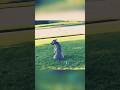 Beautiful moment #yourpet #funnyvideo #pets #funnyanimals #animalloverforlife #puppy #bulldog #funny