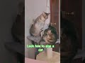 Cat slap #animals #cat #entertainment #animallover #catlife