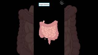 Large Intestine in 1 min