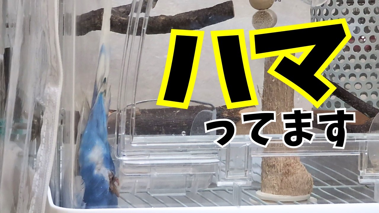 いちこ様 リクエスト 2点 まとめ商品44　吊り下げ　インコ　破壊　バルサ 出さないとハマっちゃいます - YouTube