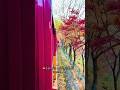 Sagano Romantic Train in Autumn 🍁 | Kyoto Fall Foliage Experience Japan #kyoto #japan #japantravel