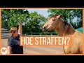 Wanneer en hoe straf je jouw paard