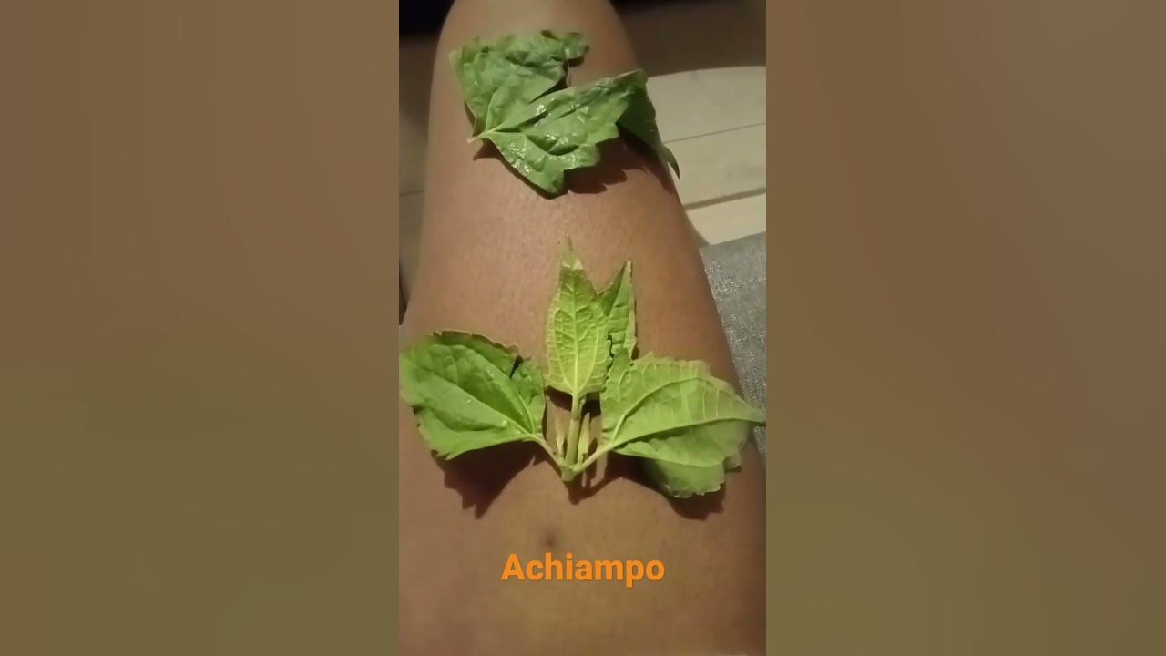 Herbs in Ghana Ghana33 YouTube
