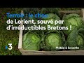 Le chou de lorient sauv par dirrductibles bretons   mto  la carte