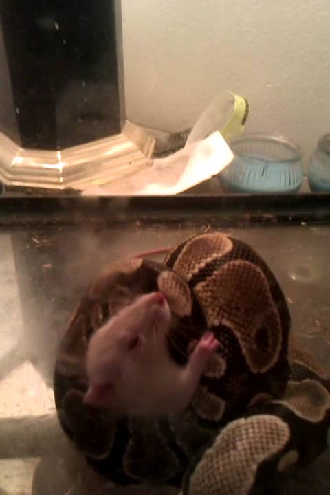 Ball python vs rat - YouTube