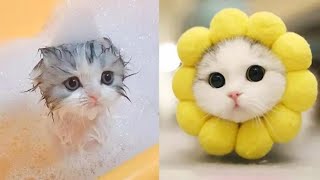 Cute little cat 😺 animals 2023 | Part 28 by Cute Kittens 5,300 views 1 year ago 10 minutes, 51 seconds