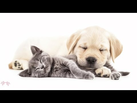 EXTREMELY Soothing Pet Therapy Music - Dog & Cat Music for Deep Relaxation and Sleep, Music For Pets