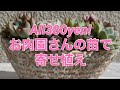多肉植物 お肉園さんの苗で寄せ植え