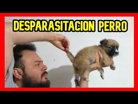 Video: Efectos secundarios del perro gusano Strongid