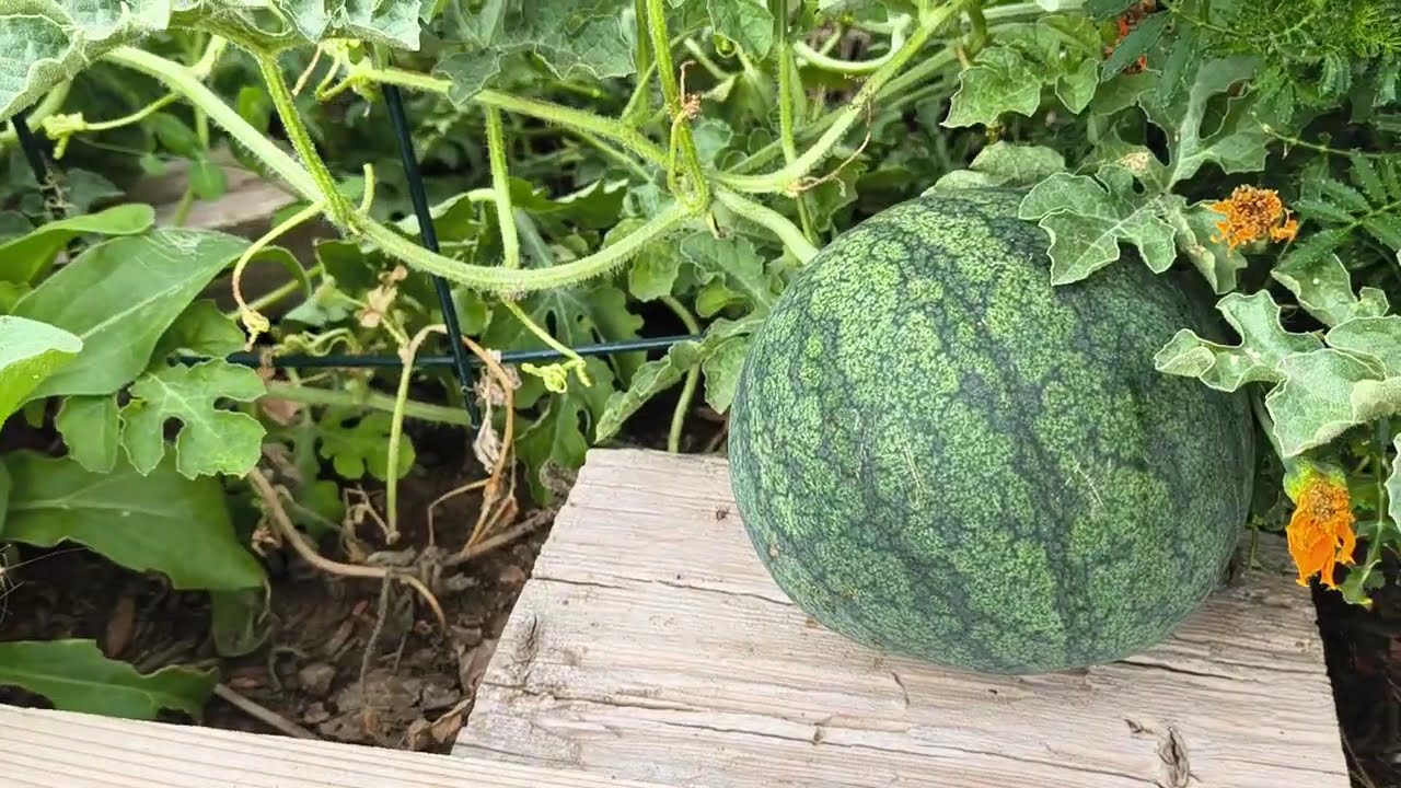 My 2025 Sugar Baby Watermelon patch 28-August-2025 NW Aurora, CO 