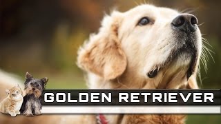 🐕 GOLDEN RETRIEVER Dog Breed - Overview, Facts, Traits and Price by Free Sound Effects 1,227 views 7 years ago 24 minutes