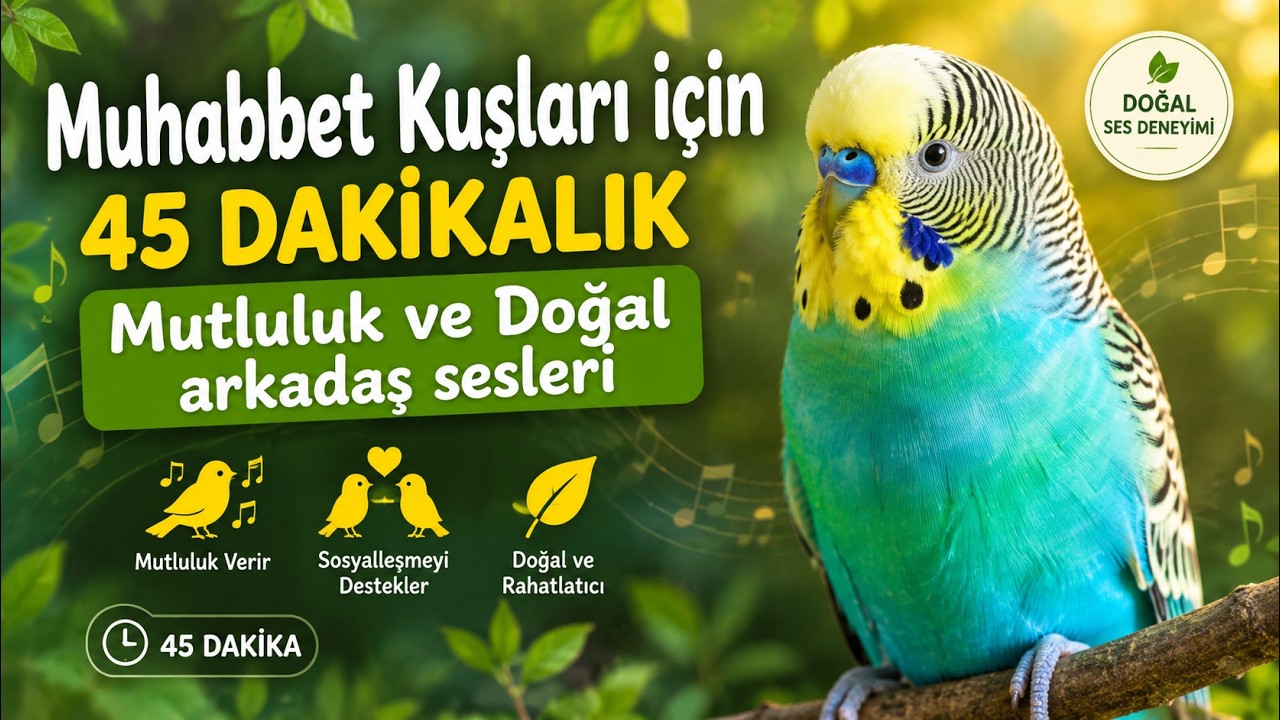 Muhabbet Kuşları için 45 DAKİKALIK Mutluluk ve Doğal arkadaş sesleri