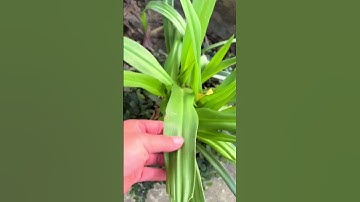 Cây trinh nữ hoàng cung hỗ trợ u xơ #songkhoe #baithuochay #thuốcnam