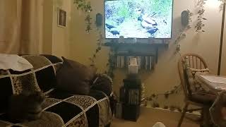 Roxee And Tv Birds 3 5 7 22