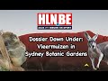 Grootste vleermuis ter wereld groeit aan bomen in Sydney