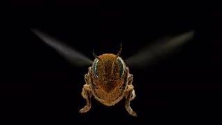 Honey Bee - Frontal Stock Motion Graphics