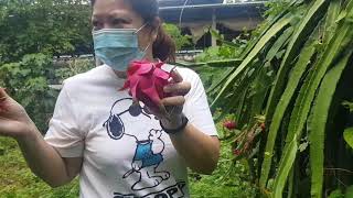 Batangas Farm Visit | Dragon fruit picking