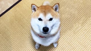 距離感を把握してなでなでしやすい位置に移動する柴犬