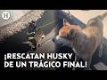 ¡Salvan a lomito atrapado en aguas negras! Bomberos rescatan a perro husky en canal de Naucalpan