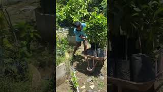 CARA BAWA BIBIT YANG BENAR #shorts