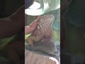 Petting Khan the Green Iguana
