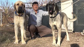 GIANT DOGS OF A 45-YEAR-OLD DOGIST! THE BEST MALAKLI DOG COMES FROM ŞEREFLİKOÇİSAR