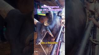 The Most Dangerous Off-Loading of 🐄.. 2026. #trending#shortsfeed#offloading .