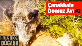 Çanakkale Domuz Avı 2 ilhan Hoca Doğada Yaban Tv wild Boar Hunting