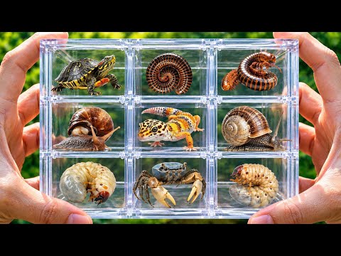 I never expected to find these 9 wild creatures together! #turtle #millipede #snail #gecko #crab