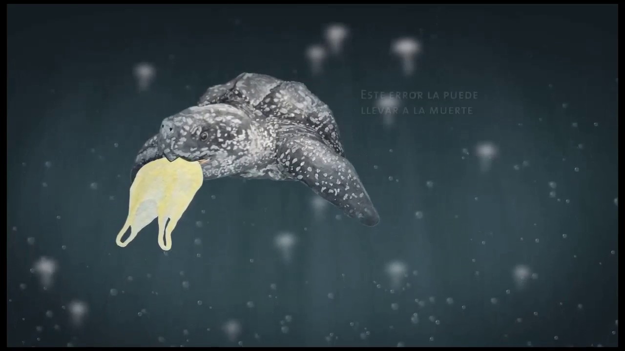 Tortugas Laúd Comiendo Medusas Conoce La Dieta De Las Tortugas