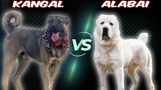 Kangal VS Alabai  Comparison
