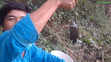 Đi câu cá rô đồng 20 phút là đủ kho tiêu.