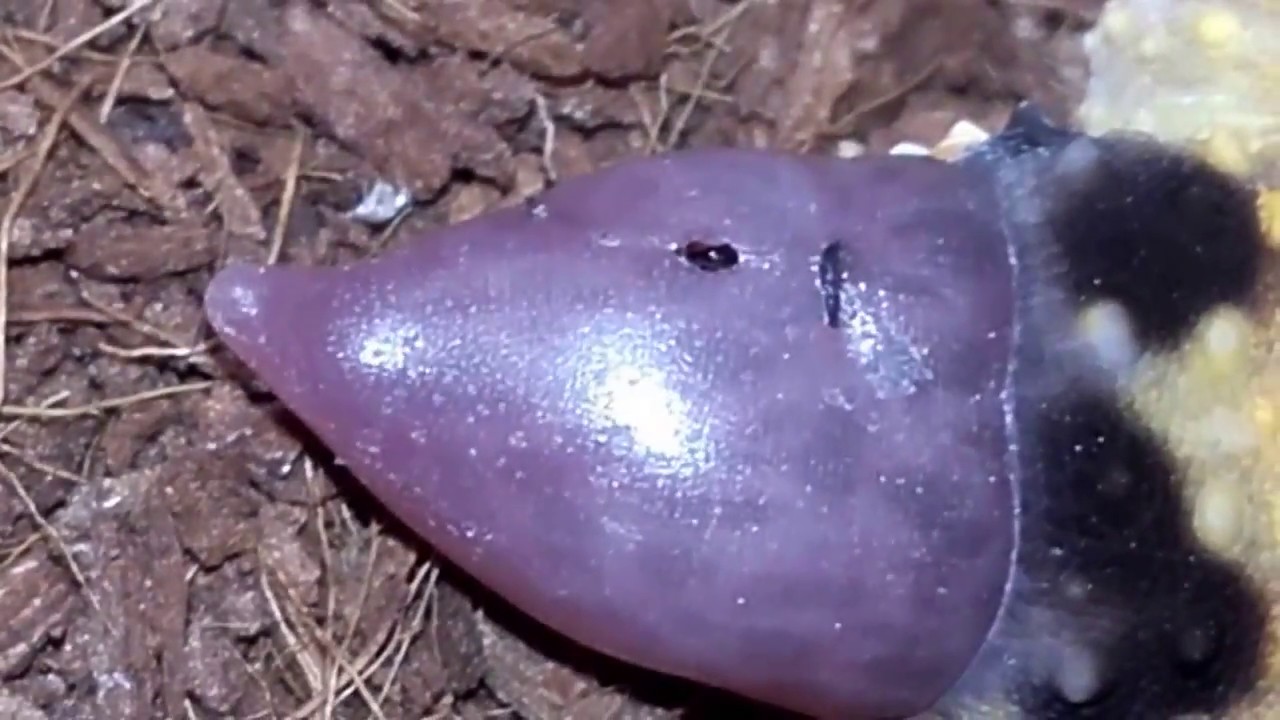 Regeneration process of a gecko's tail.#2