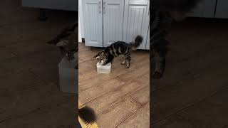 Всегда чистые лапки #мейнкункотята #моякошка #kitten #прикольныекоты #phonk