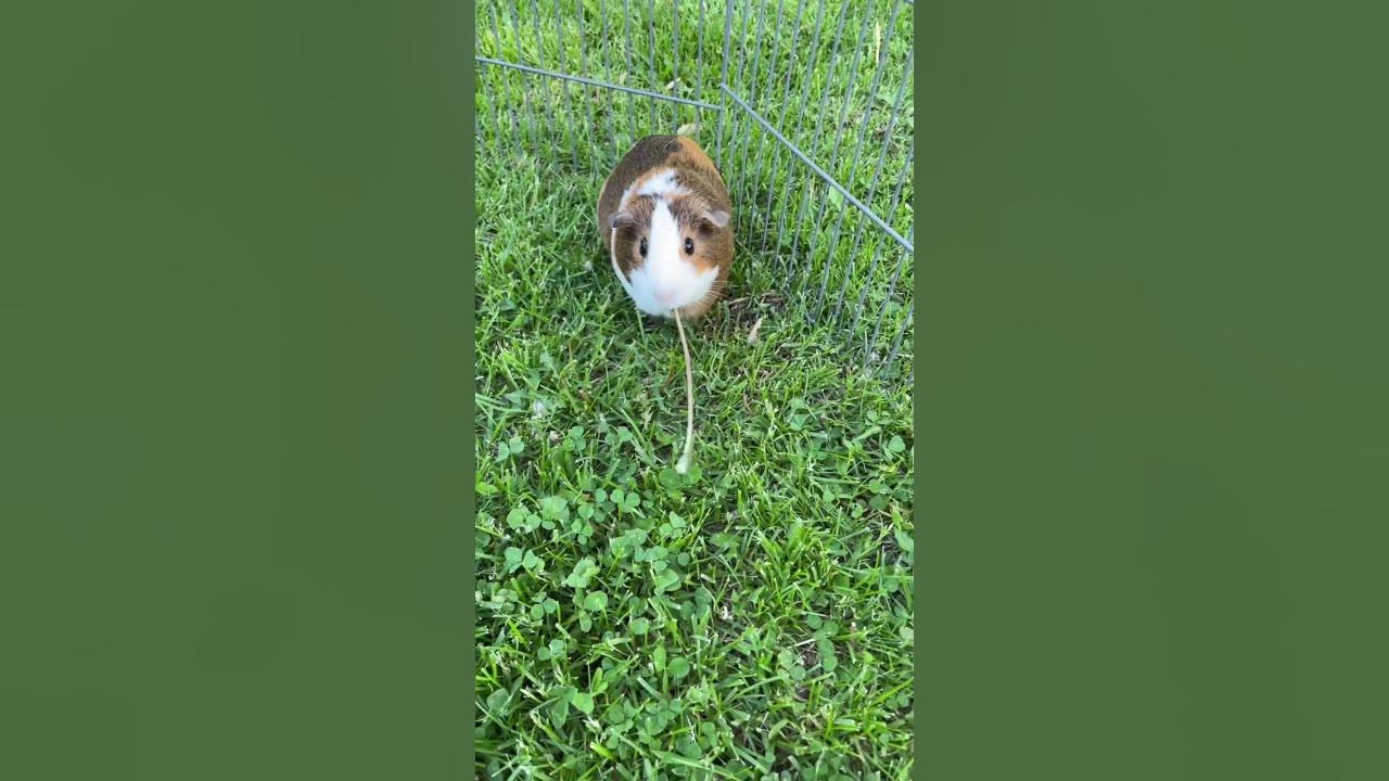 can-guinea-pigs-eat-dandelions-are-dandelions-poisonous-to-guinea-pigs