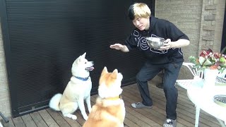 【奇跡のコラボ】カリスマYouTuberミキル✕秋田犬