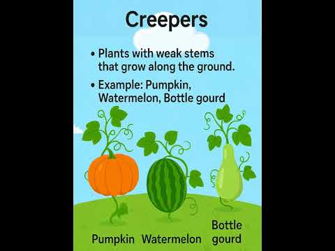 Define Creeper Plant
