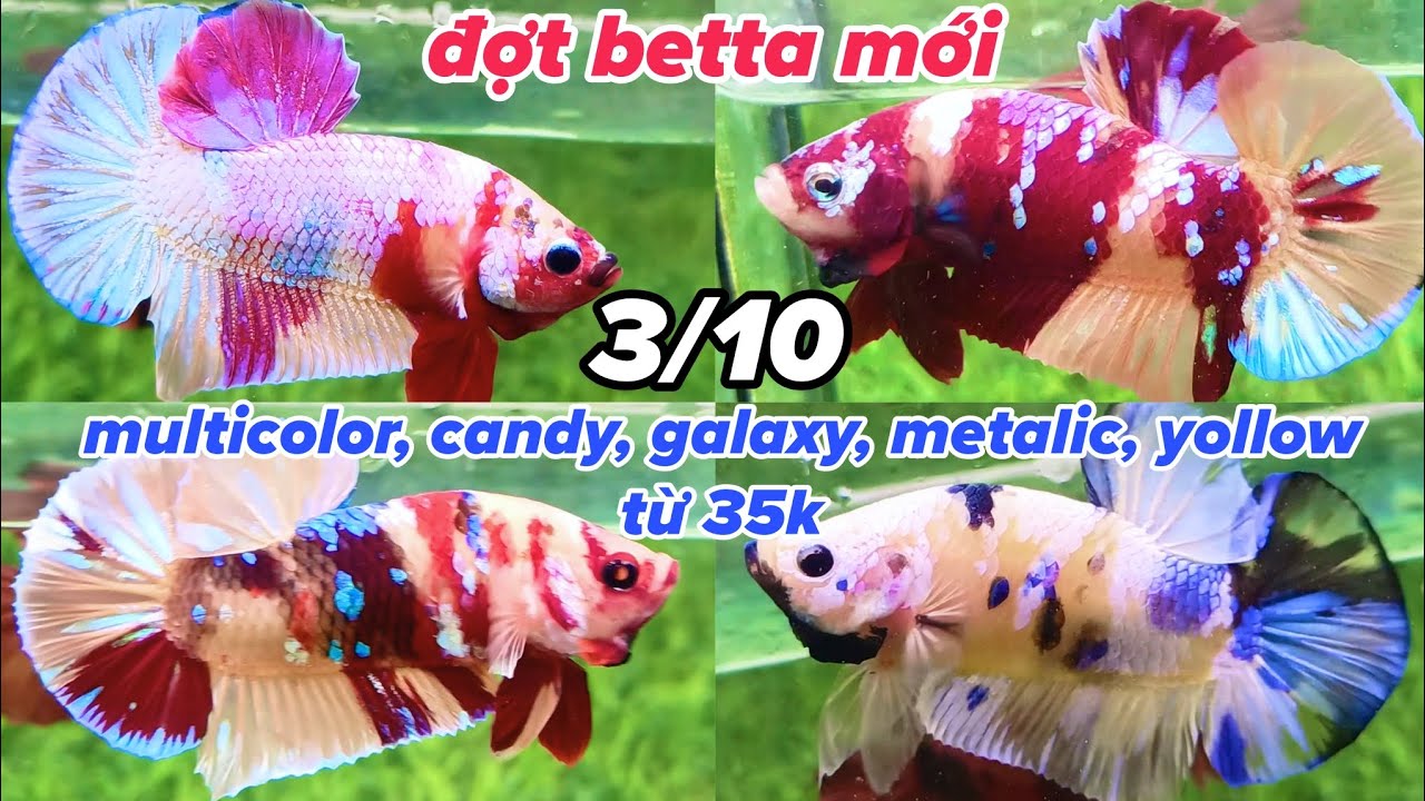 Đợt Cá Betta 3/10 Nemo Multicolor, Nemo Candy, Yellow Glx, Nemo Galaxy Size to Màu Đậm từ 35 lúa