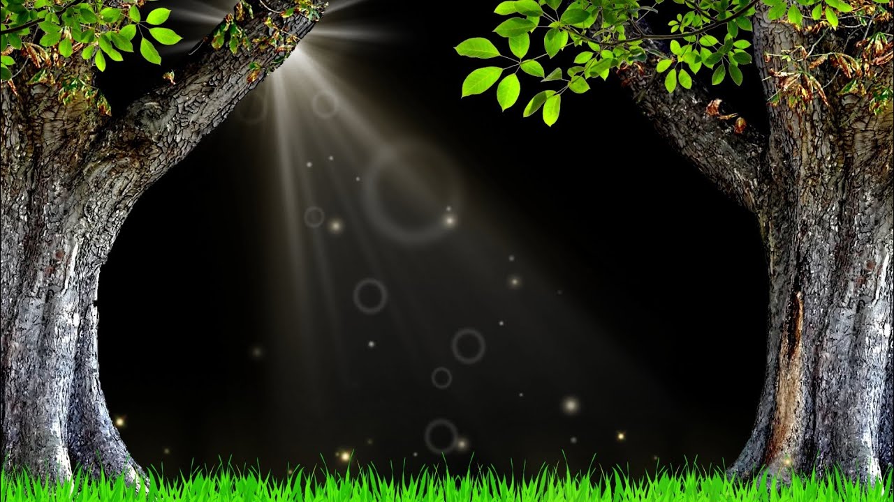 Jungle Tree Black Screen Effect | Garden Tree Black Screen Video | Moon Light Effect Black Screen