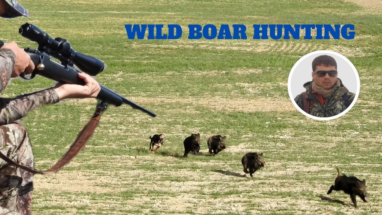 WILD BOAR HUNTING IN THE RED RIVER /KIZILIRMAKTA YABAN DOMUZU AVI #wildboar #wildanimals #pighunting