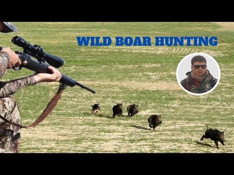 WILD BOAR HUNTING IN THE RED RIVER /KIZILIRMAKTA YABAN DOMUZU AVI #wildboar #wildanimals #pighunting