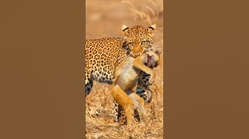 Skilled Leopard Catches Young Baboon