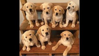 Service Dogs of Virginia 2021 Open House